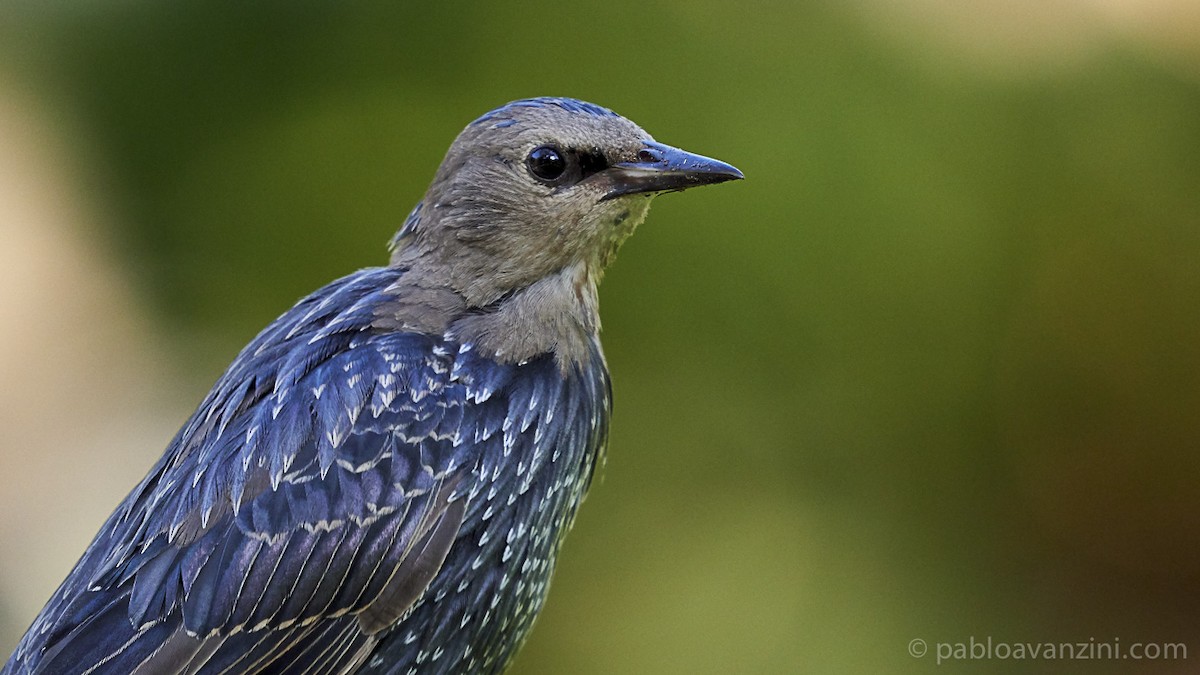 European/Spotless Starling - ML175208961