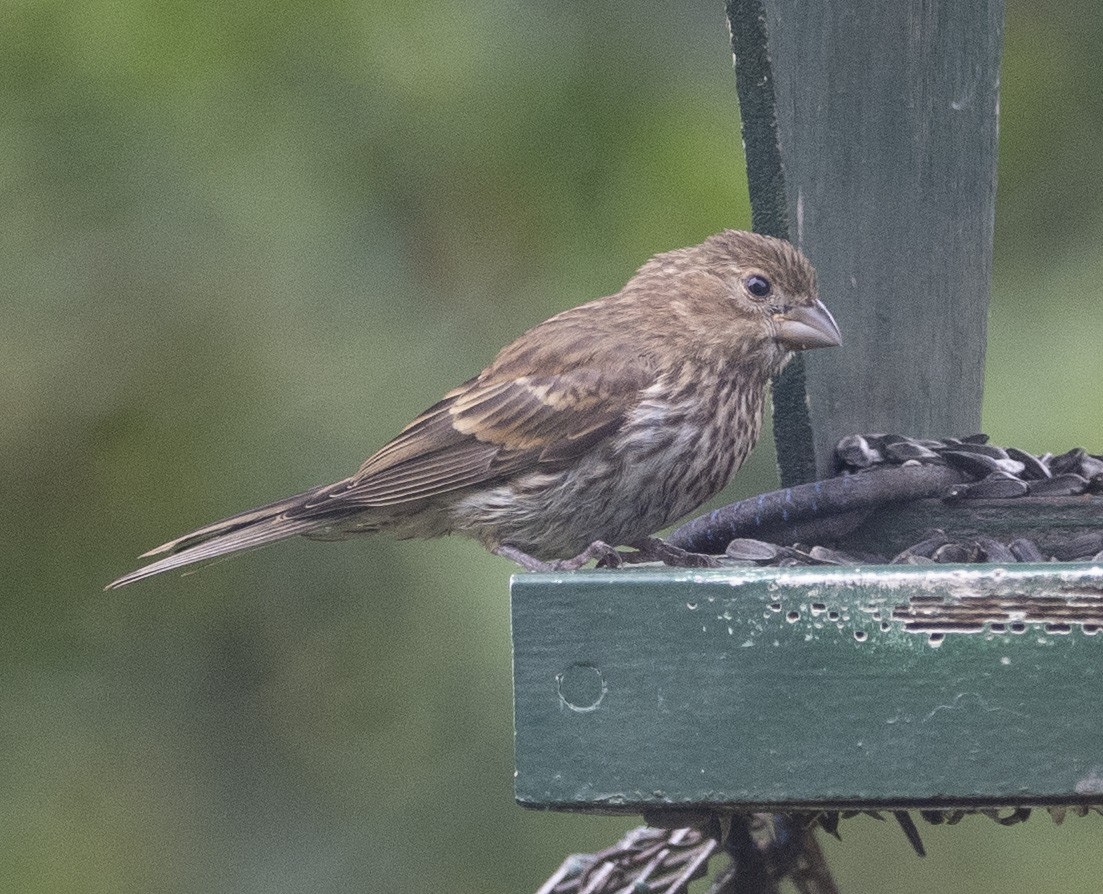 House Finch - ML175209991