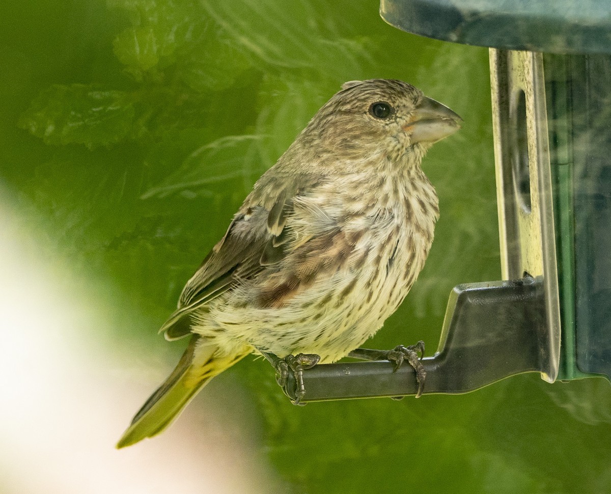 House Finch - ML175210001