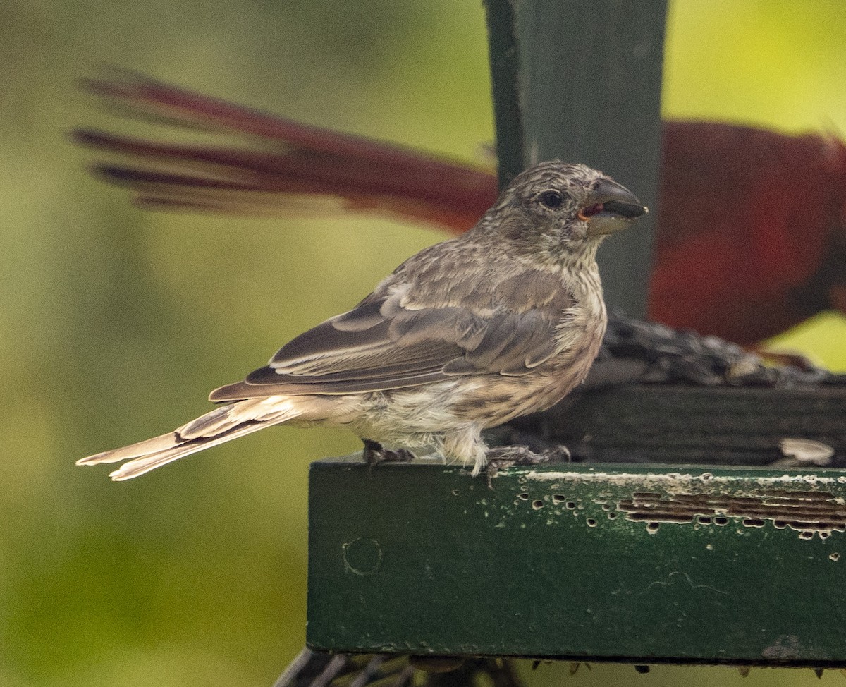 House Finch - ML175210011