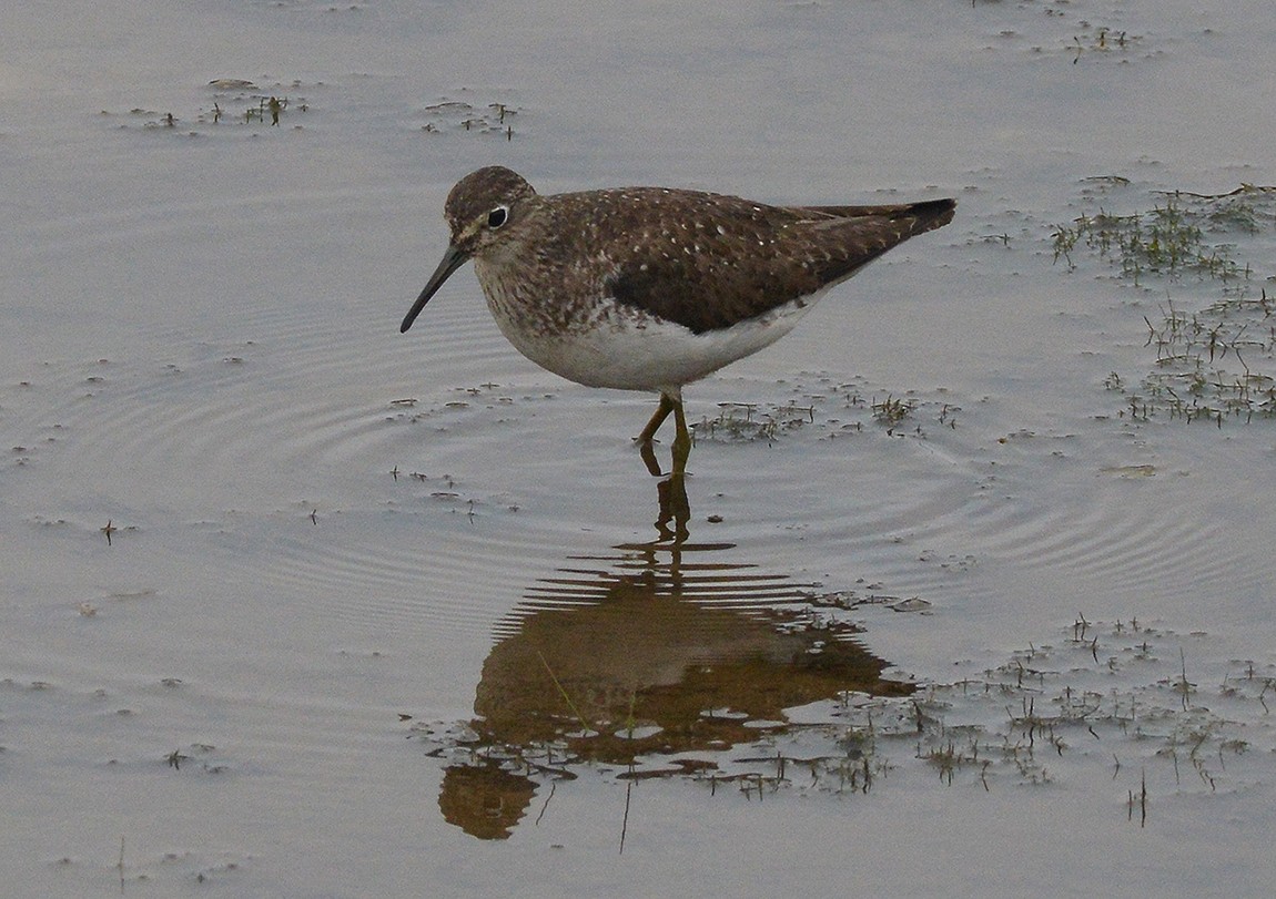 Solitary Sandpiper - ML175210031