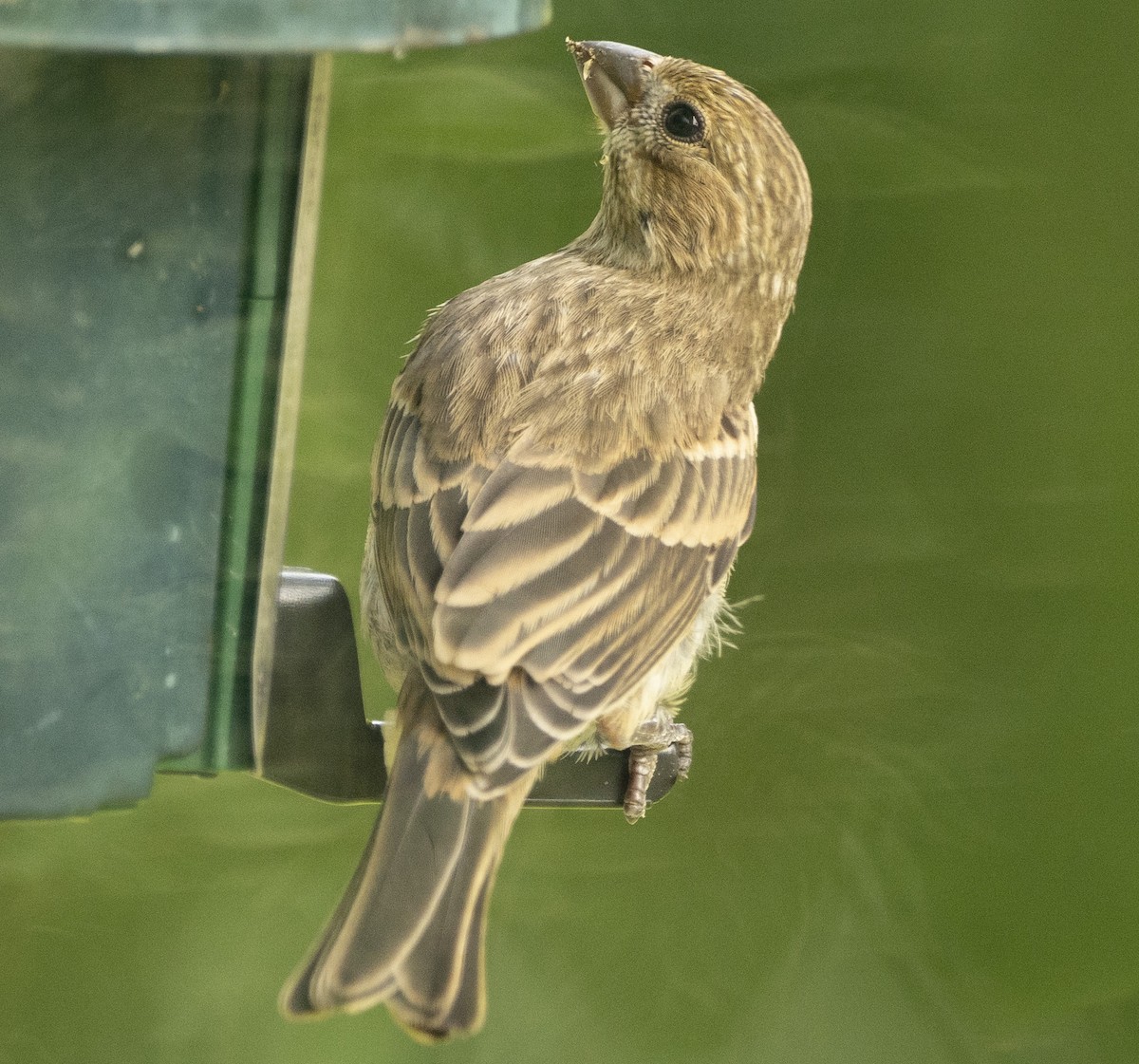 House Finch - ML175210161