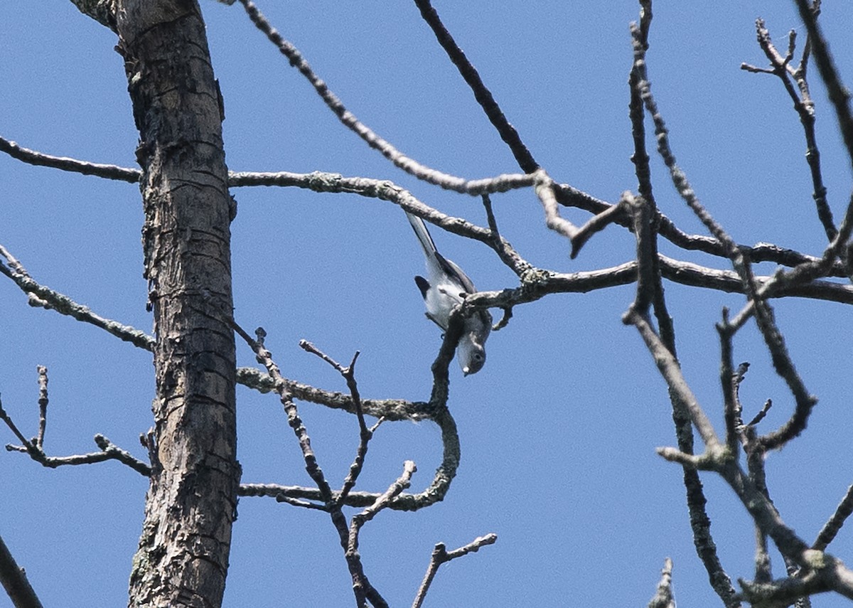 Blue-gray Gnatcatcher - ML175212831