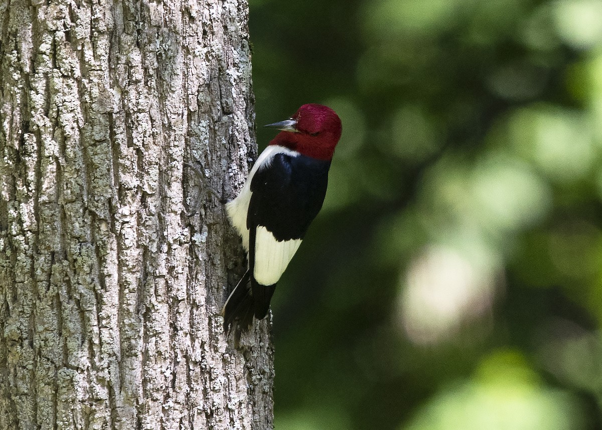 Red-headed Woodpecker - ML175212931