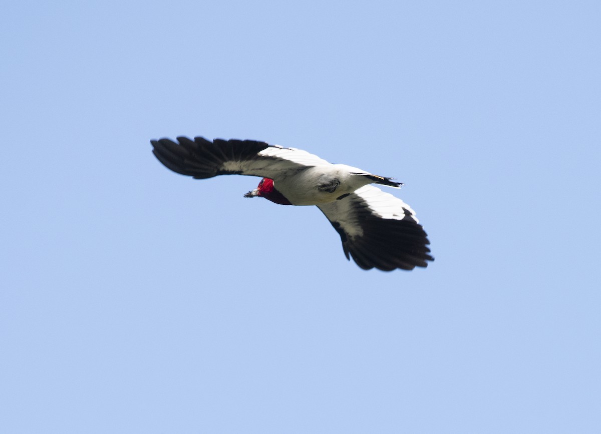 Red-headed Woodpecker - ML175212941