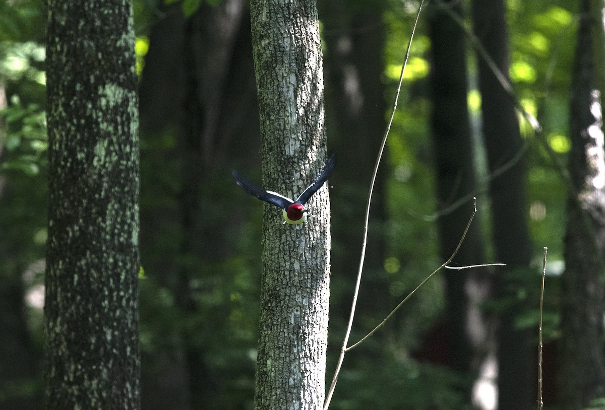 Red-headed Woodpecker - ML175212951