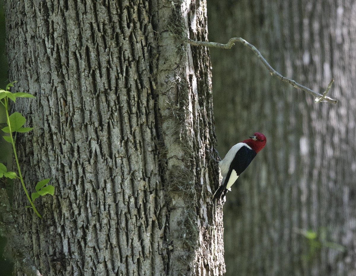 Red-headed Woodpecker - ML175212961