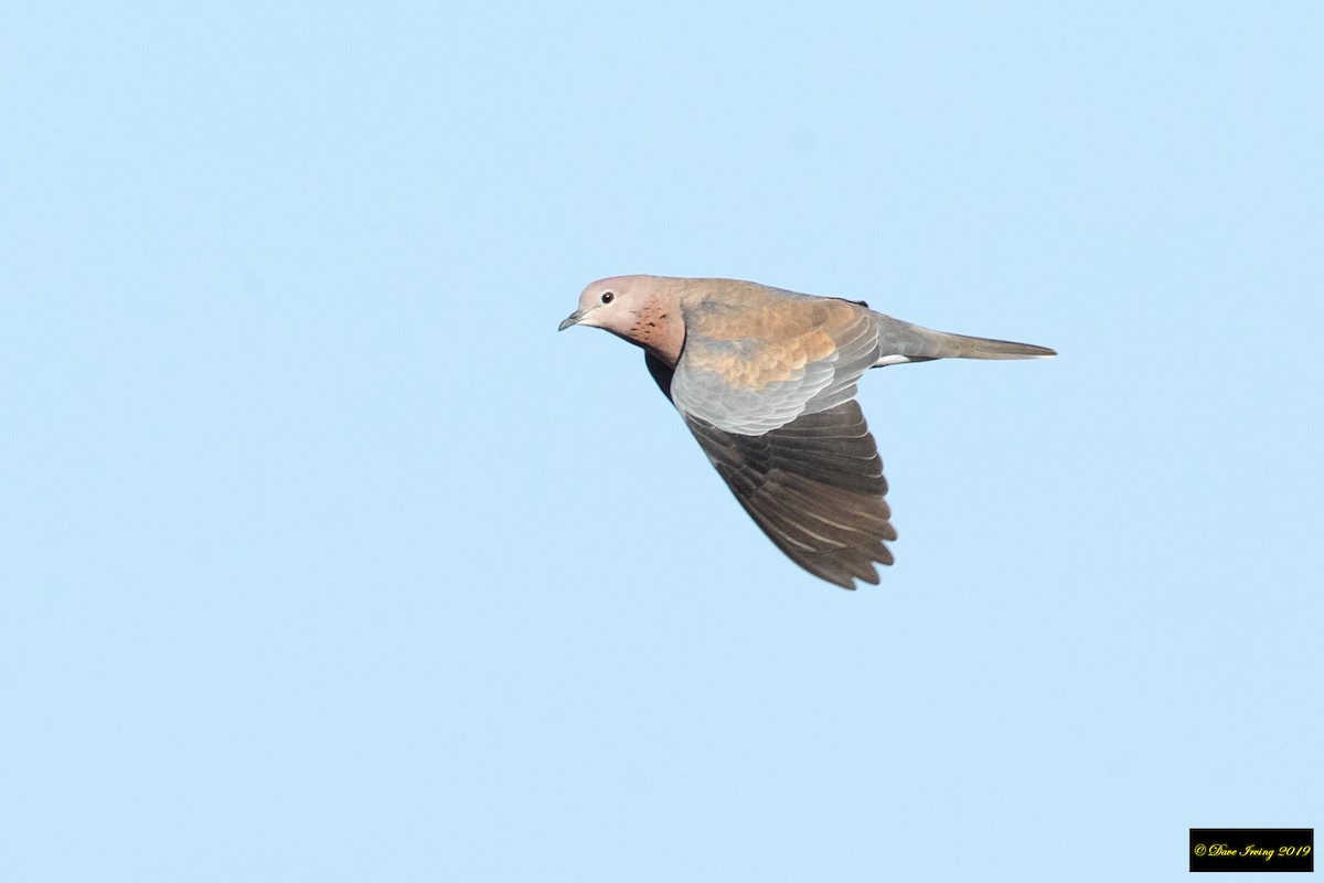 Laughing Dove - David Irving