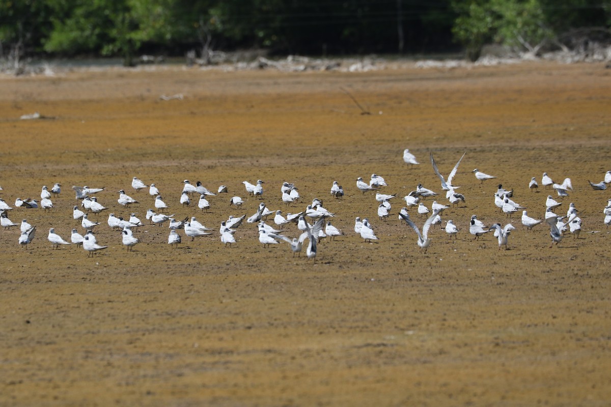 Whiskered Tern - ML175213451