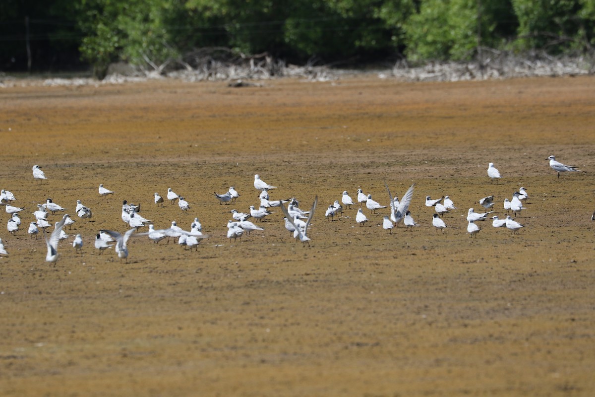 Whiskered Tern - ML175213461