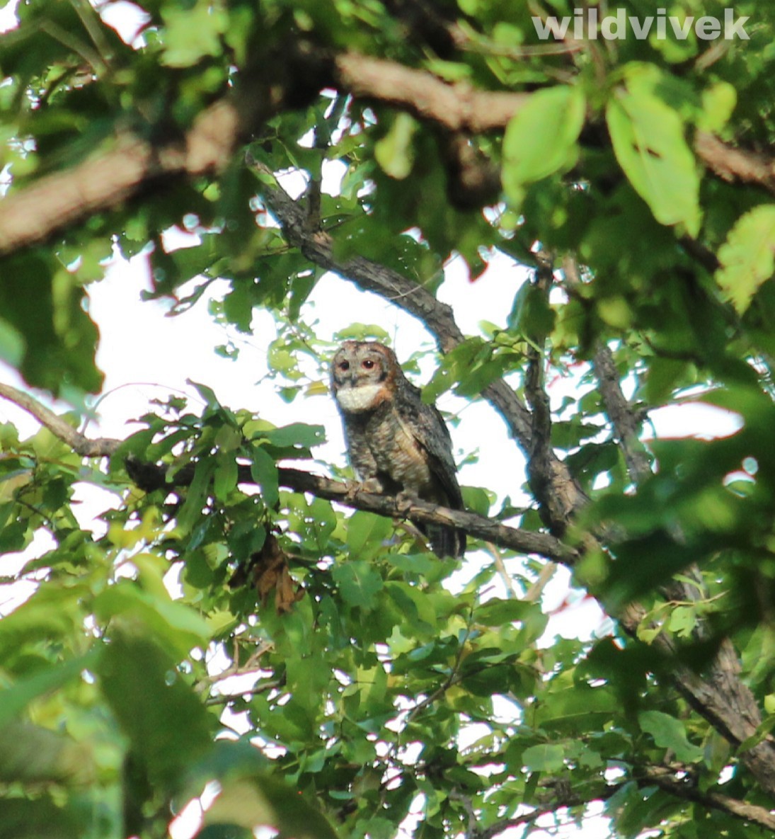 Mottled Wood-Owl - ML175213911