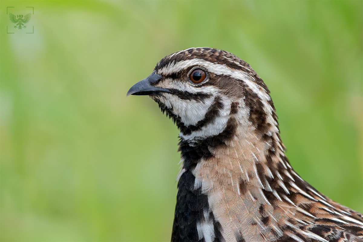 Rain Quail - ML175215301