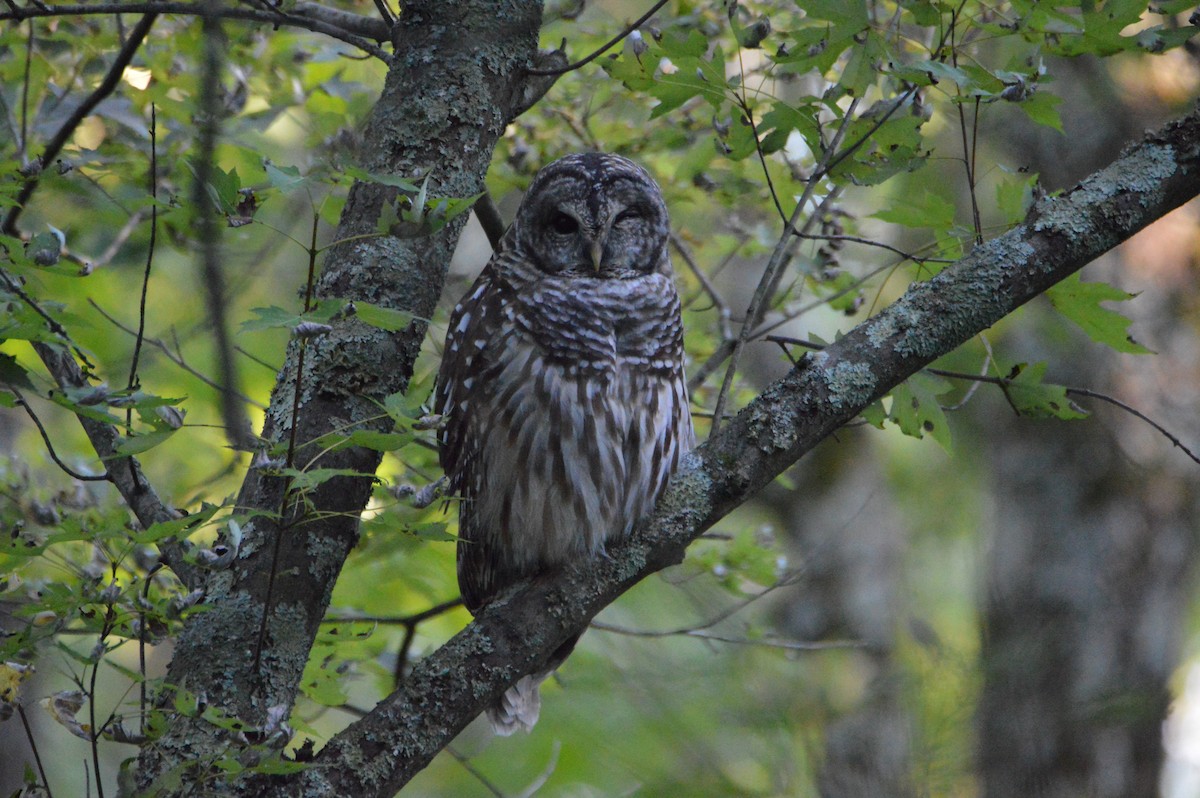 Barred Owl - David Lusk