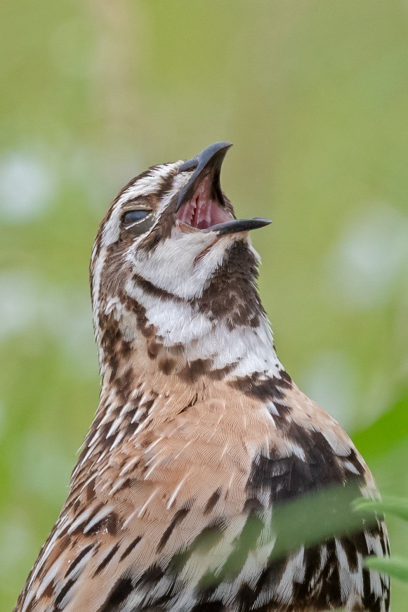 Rain Quail - ML175215821