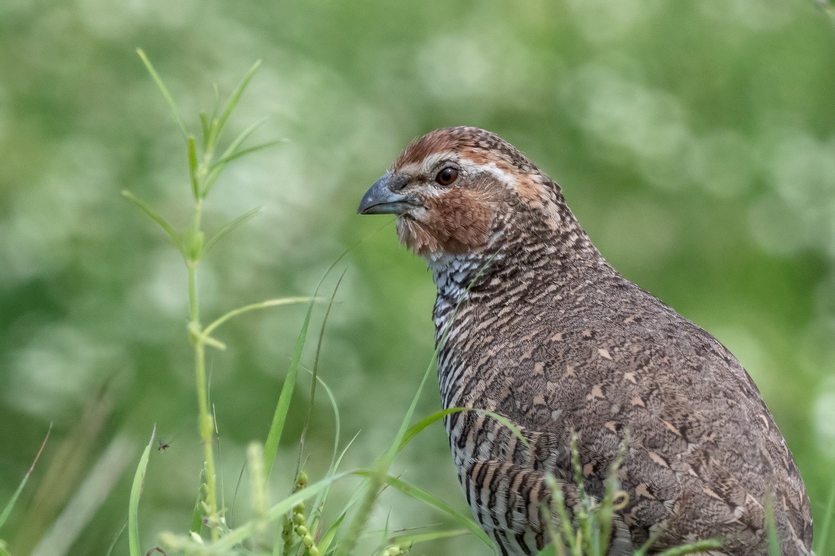 Rock Bush-Quail - ML175215841