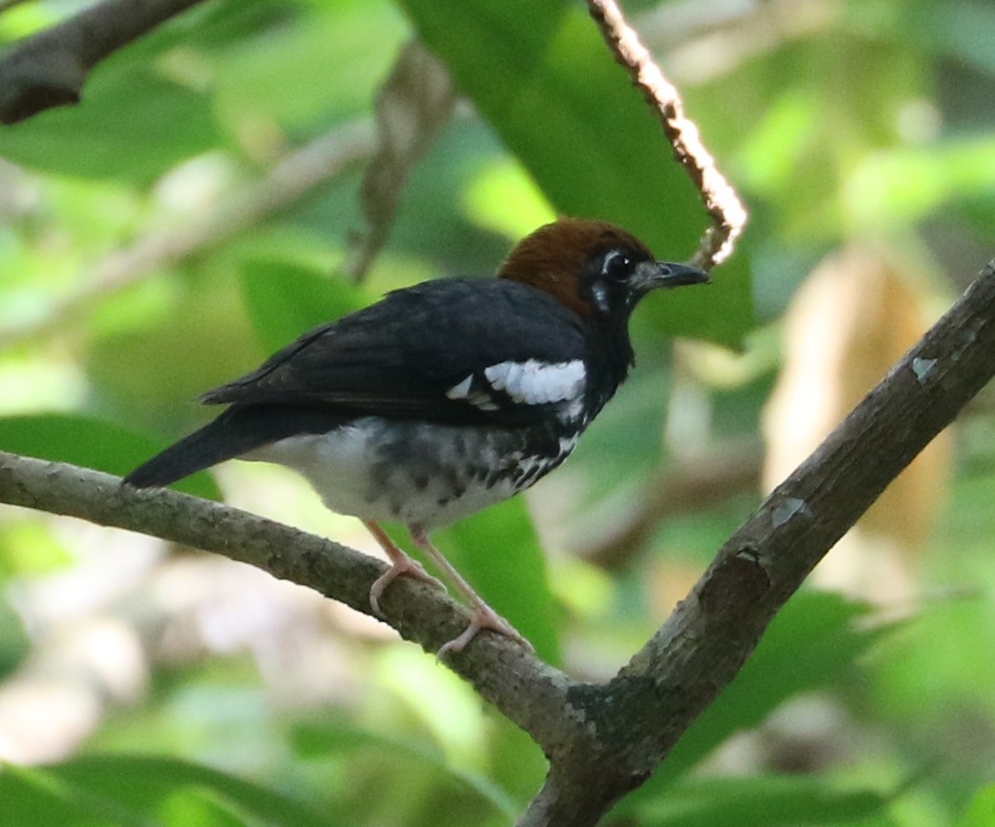 Chestnut-capped Thrush - Michael Kearns