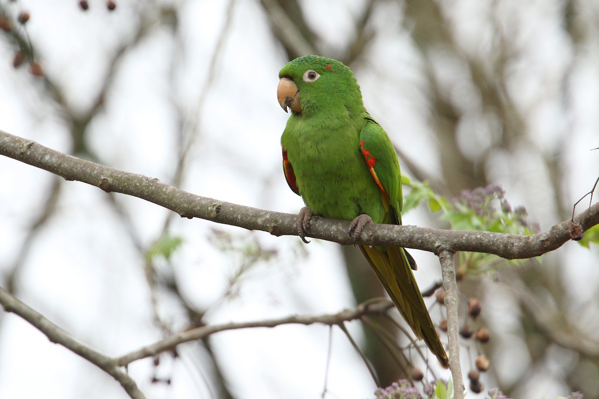 White-eyed Parakeet - Martjan Lammertink