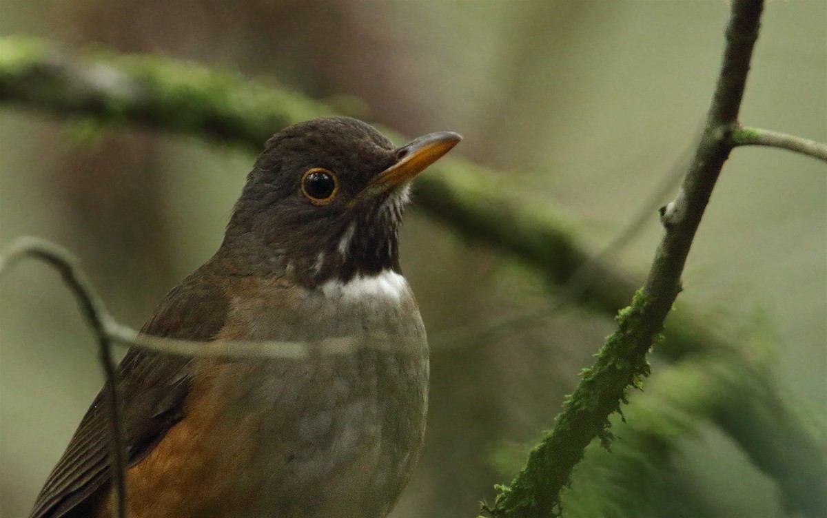 White-necked Thrush - Martjan Lammertink