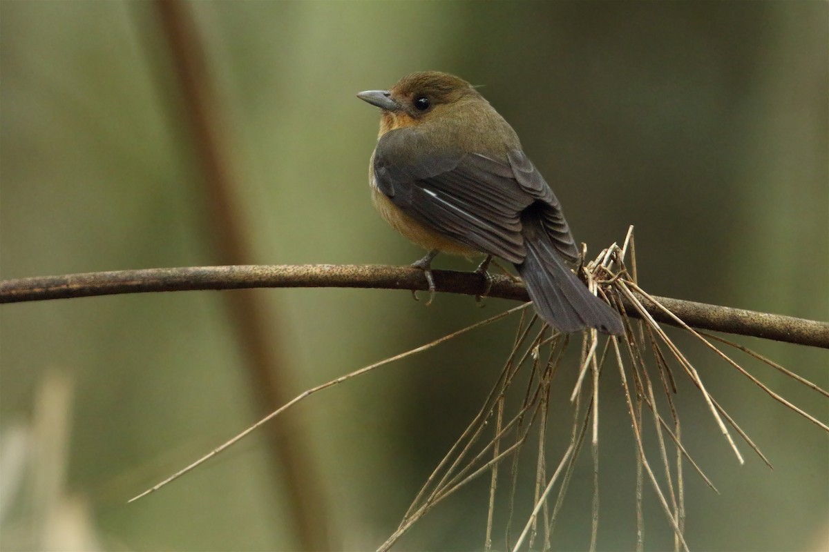 Black-goggled Tanager - Martjan Lammertink