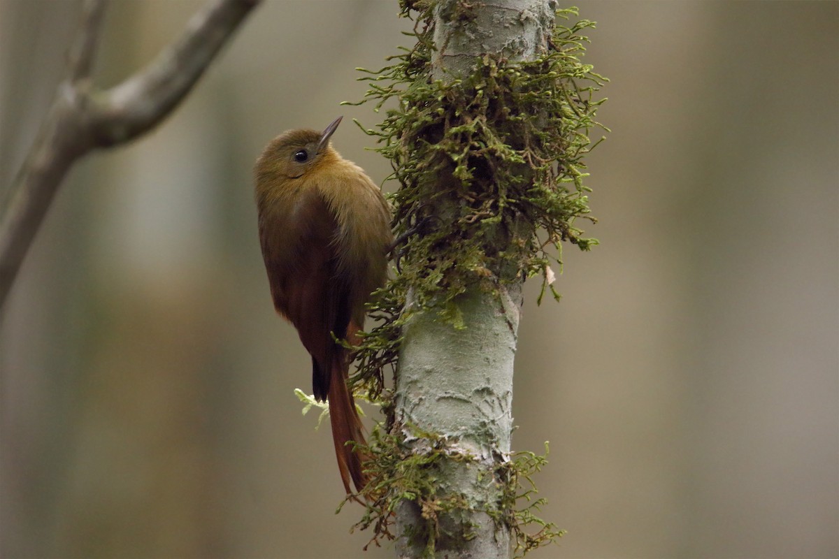 Olivaceous Woodcreeper - ML175217241