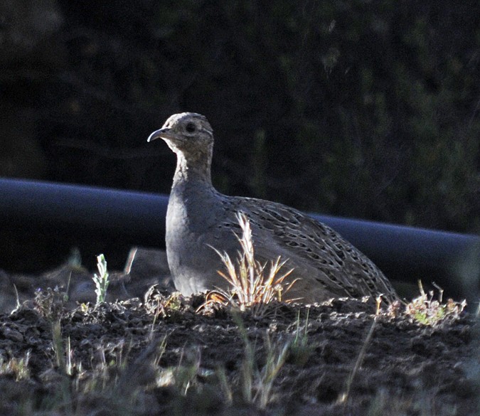 Chilean Tinamou - ML175219221