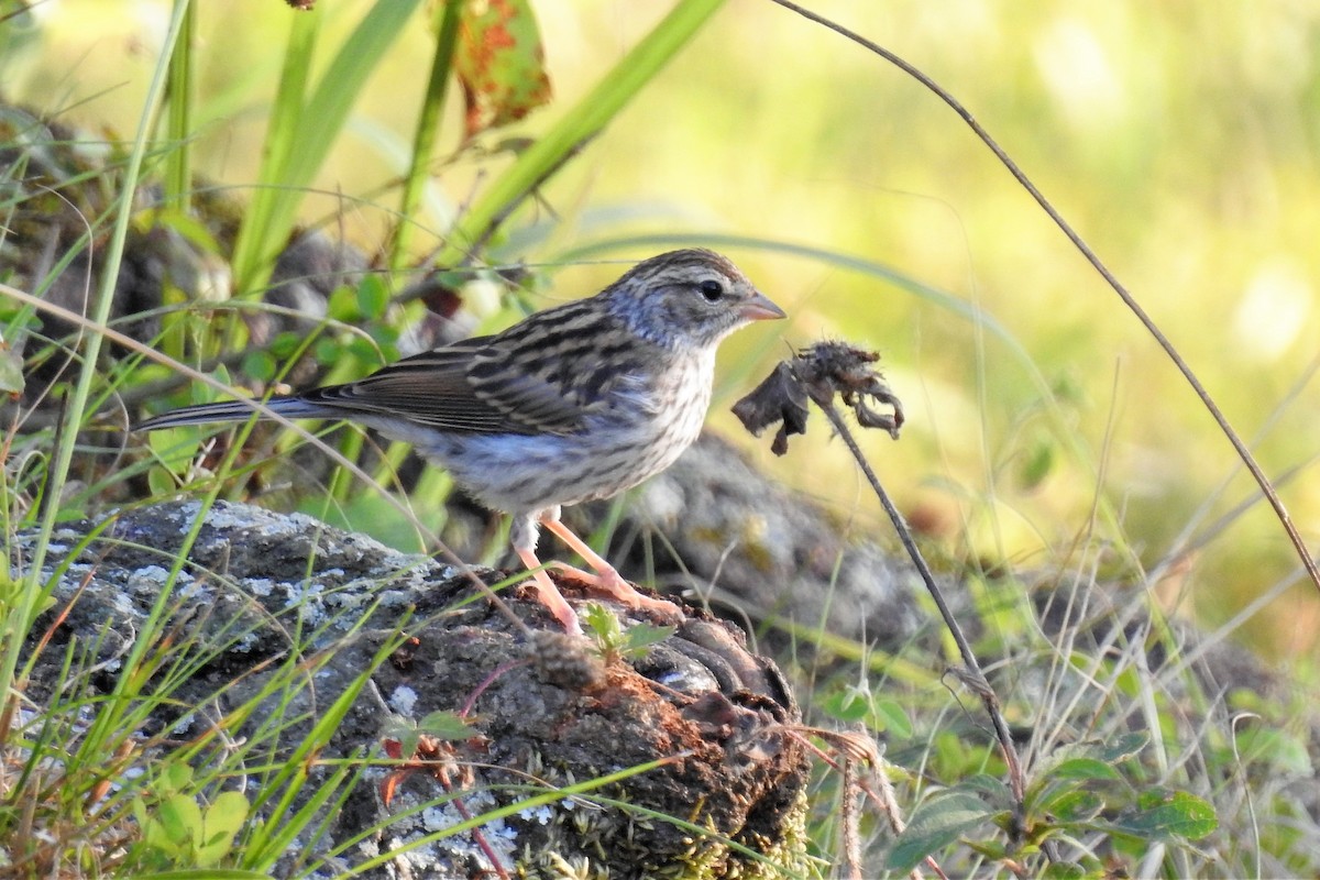 Chipping Sparrow - ML175220231