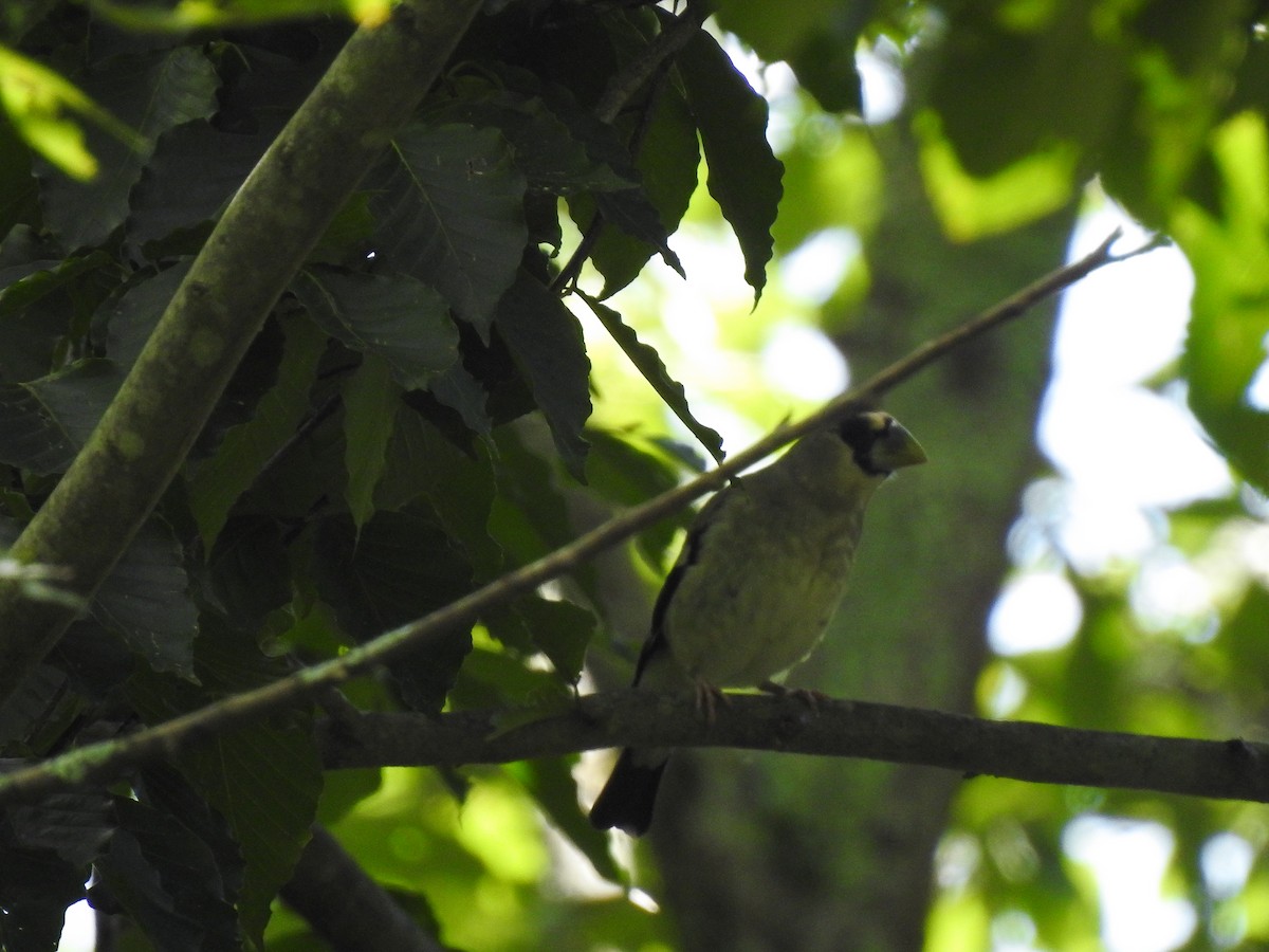 Japanese Grosbeak - ML175220531