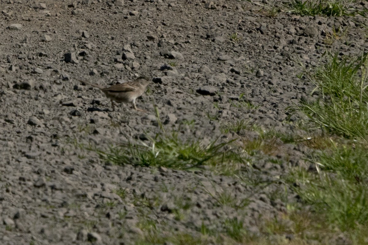 Golden-crowned Sparrow - ML175221021