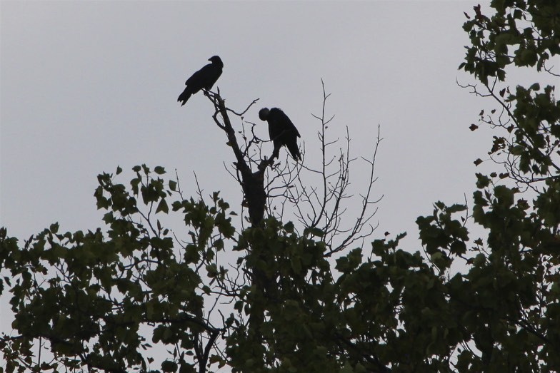 American Crow - ML175221821