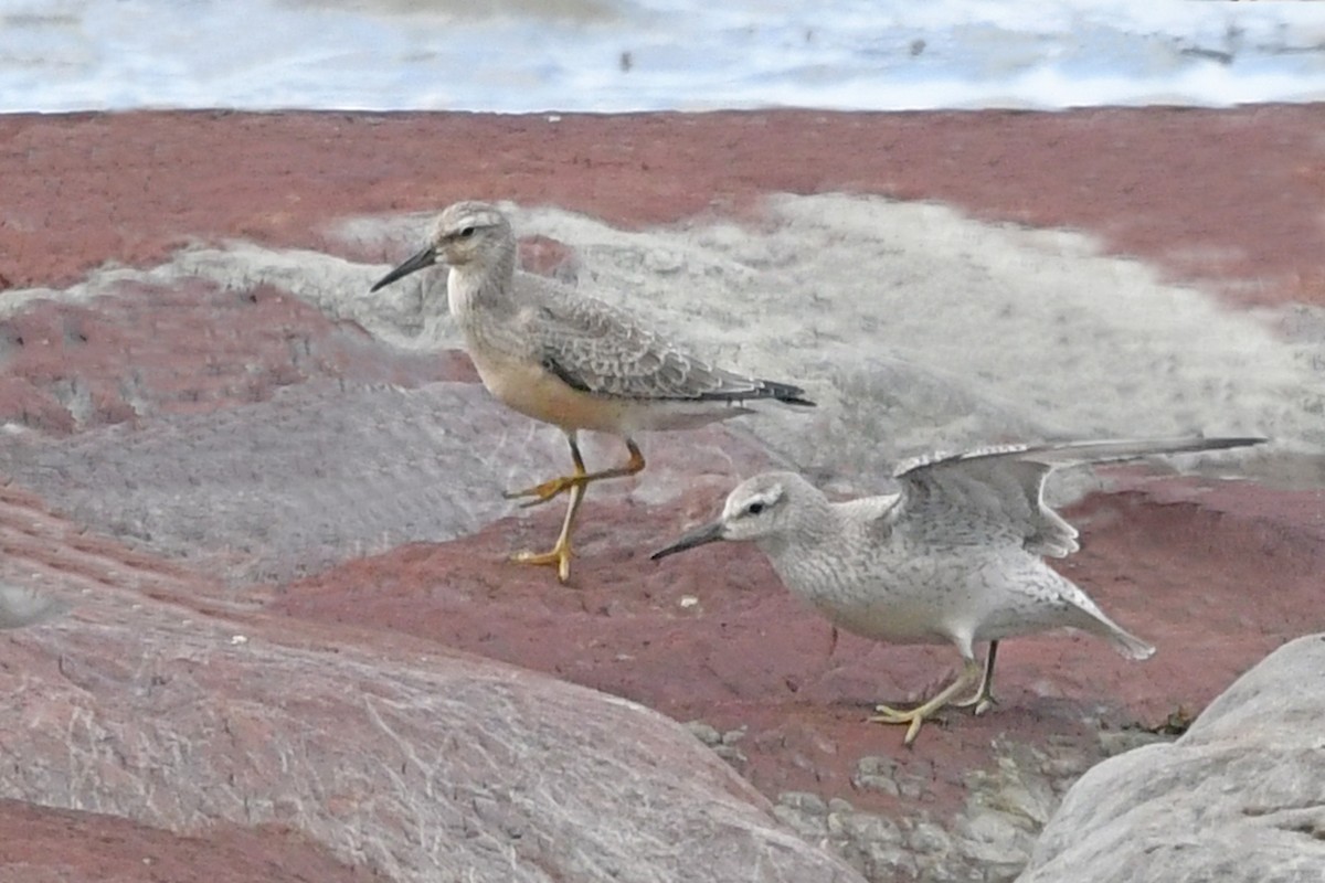 Red Knot - Marie O'Neill