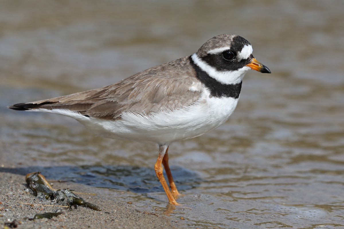 Common Ringed Plover - ML175222601