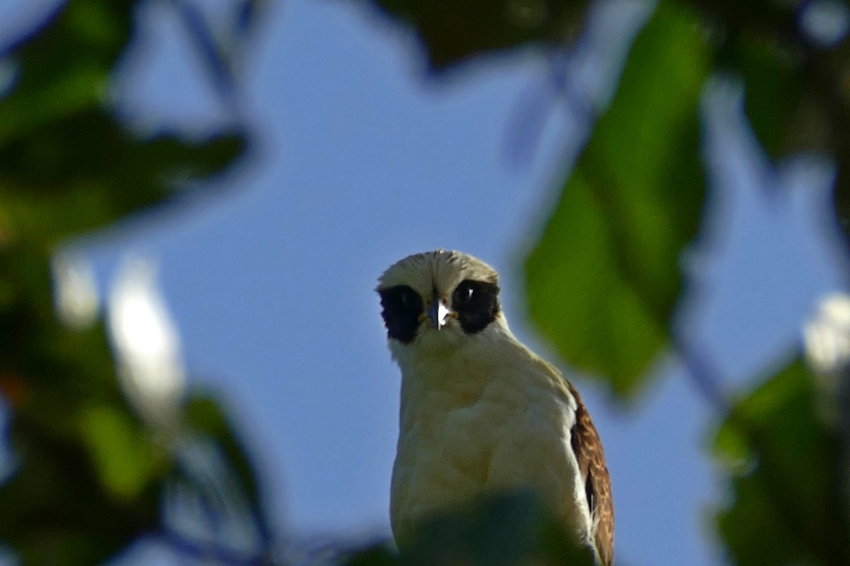 Laughing Falcon - ML175223421