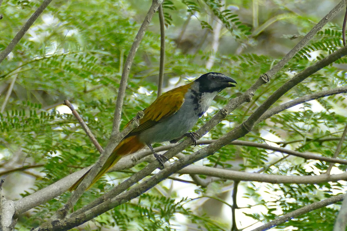 Black-headed Saltator - ML175224421