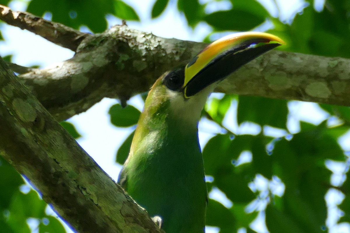 Northern Emerald-Toucanet - ML175225161