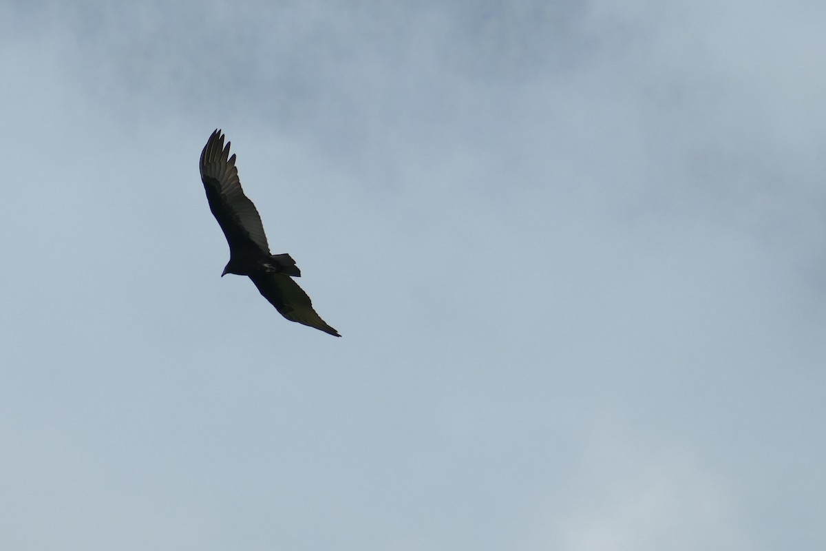 Turkey Vulture - ML175225471