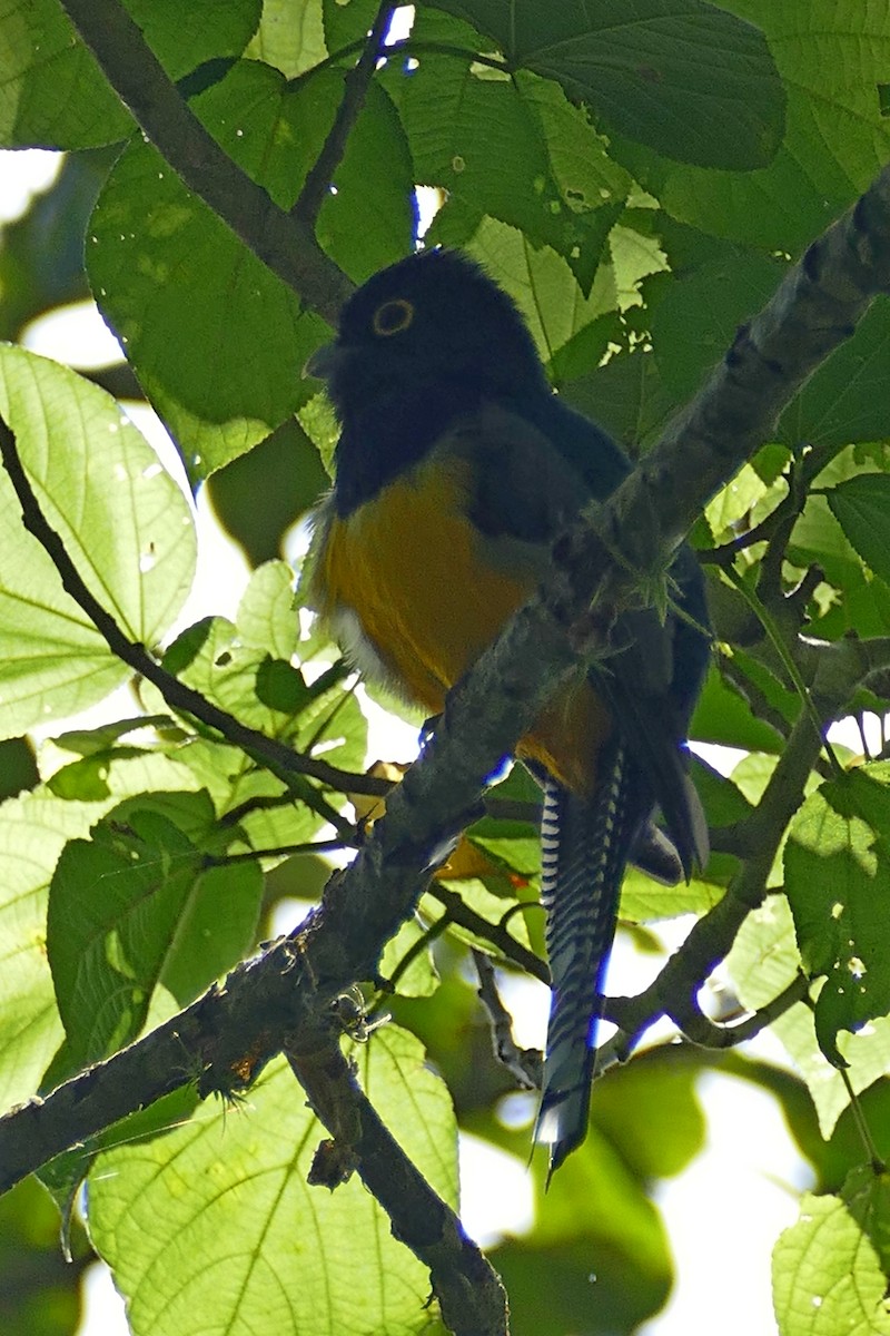 trogon podvazkový - ML175225761