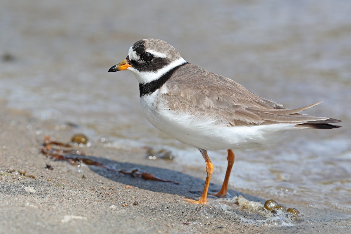 Common Ringed Plover - ML175225821