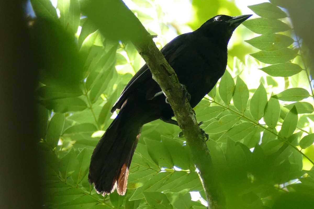 Melodious Blackbird - ML175226071