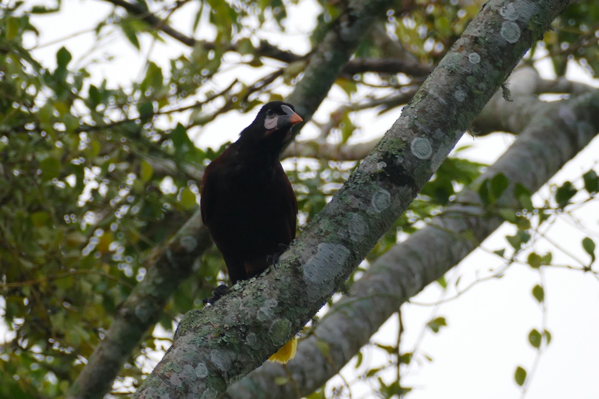 Montezuma Oropendola - ML175226281