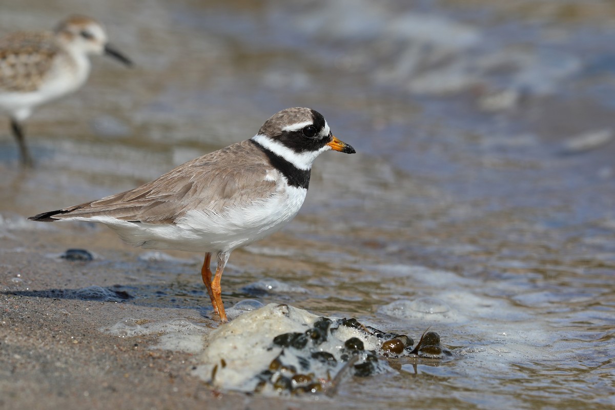 Common Ringed Plover - ML175226571