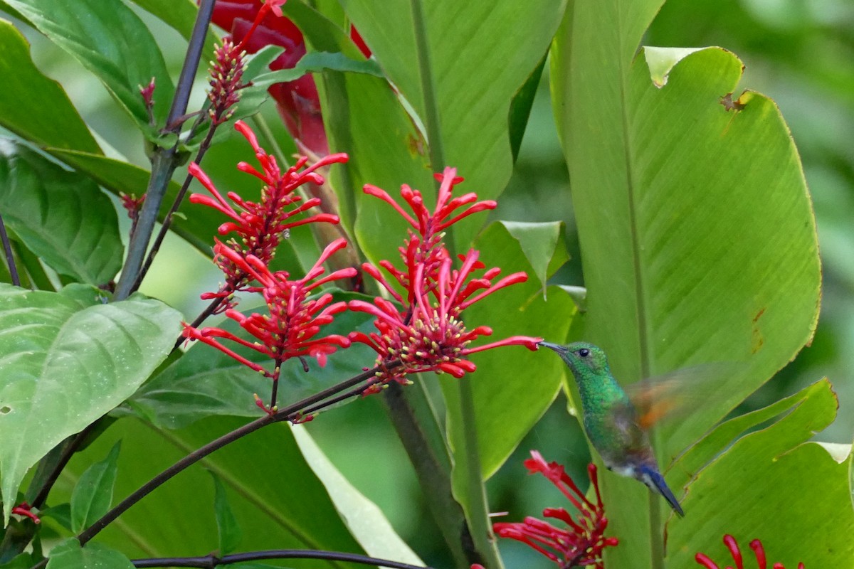 Blue-tailed Hummingbird - ML175226621