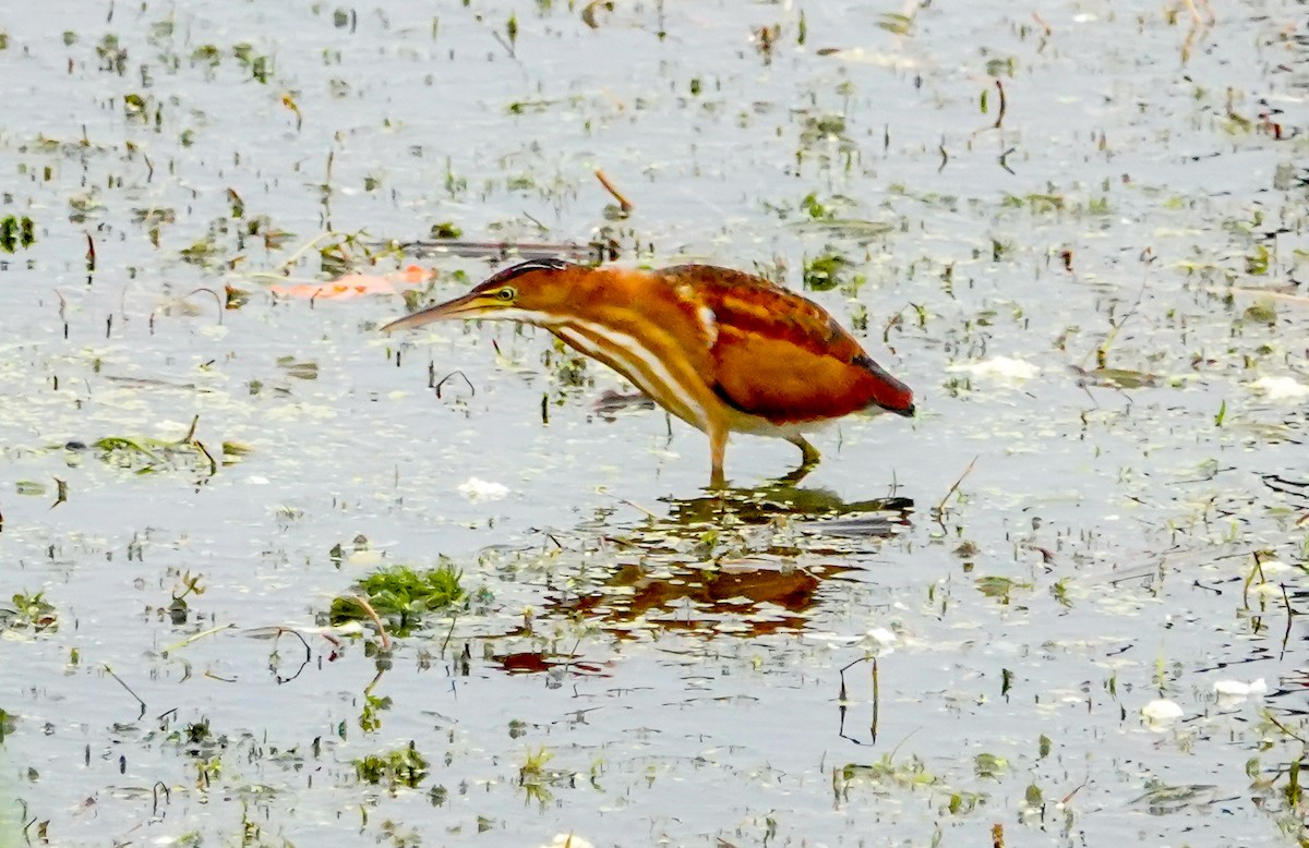 Least Bittern - Gale VerHague