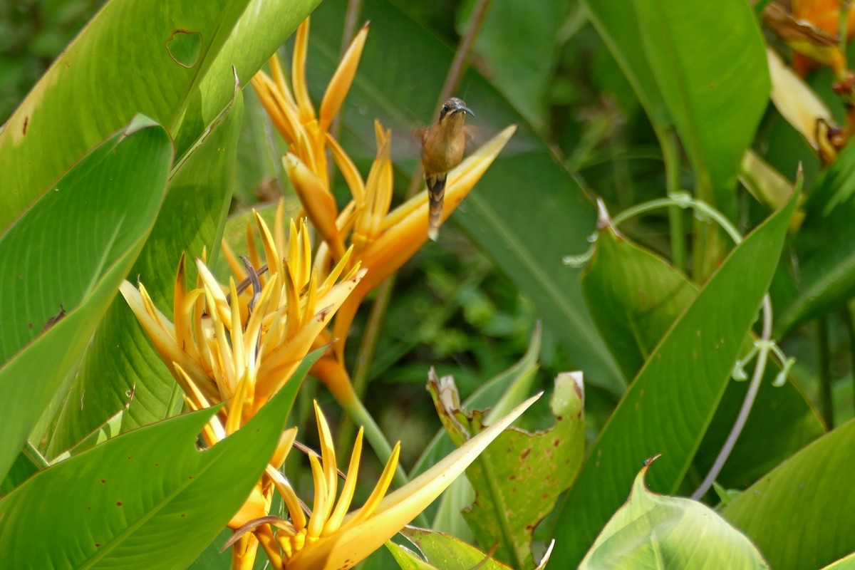 Stripe-throated Hermit - Gilberto Flores-Walter (Feathers Birding)