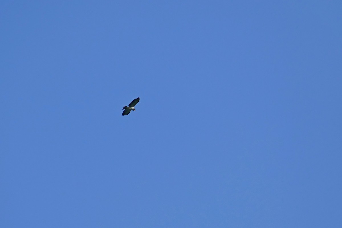 Short-tailed Hawk - ML175226981