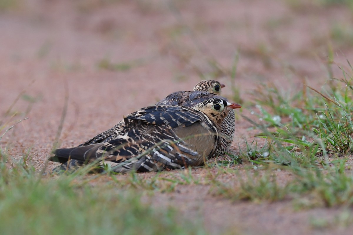 Painted Sandgrouse - ML175228371