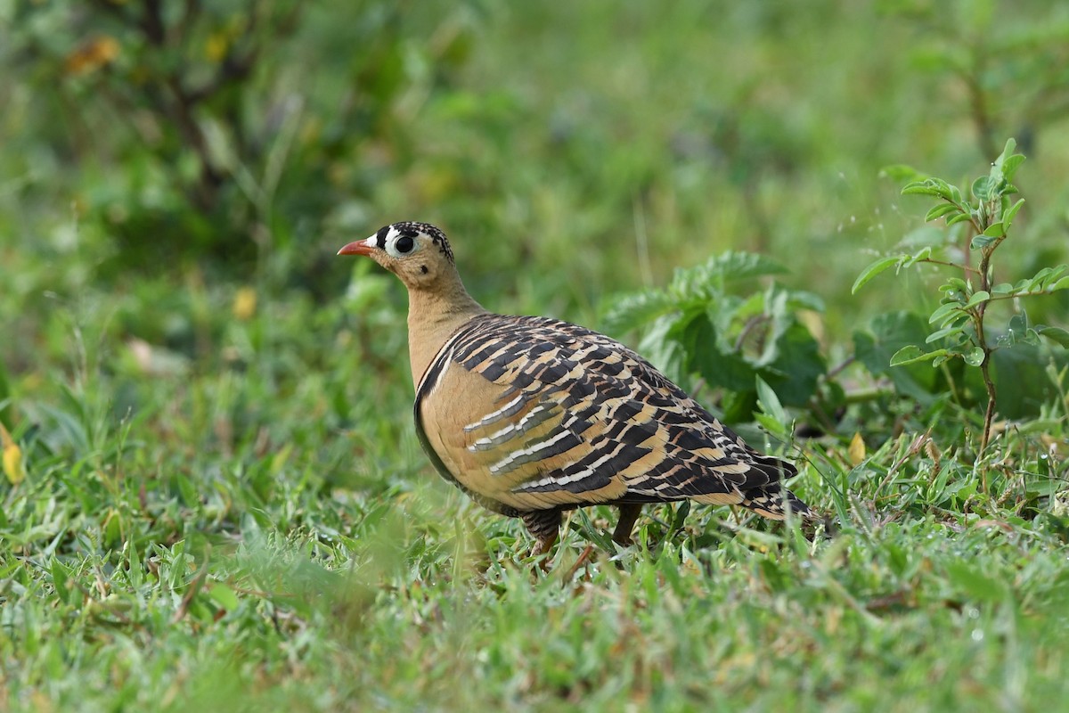 Painted Sandgrouse - Sriram Reddy