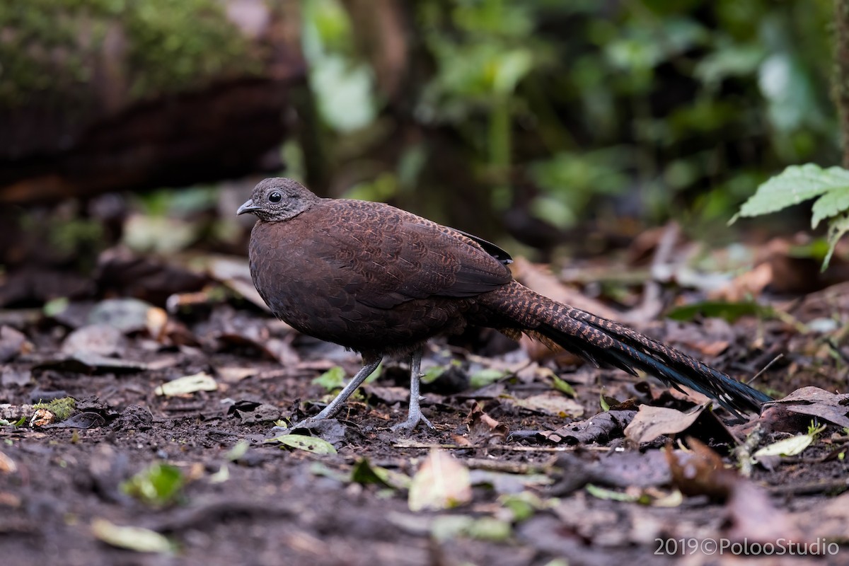 Bronze-tailed Peacock-Pheasant - ML175229361