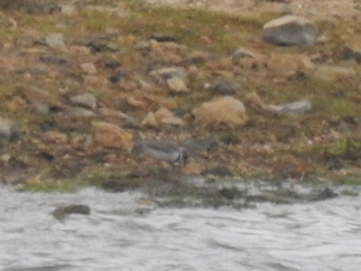 Semipalmated Plover - ML175229571