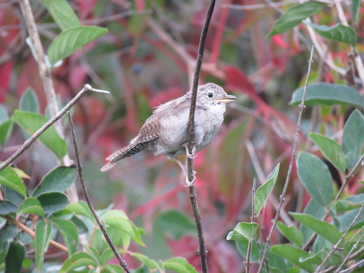 House Wren - ML175230991