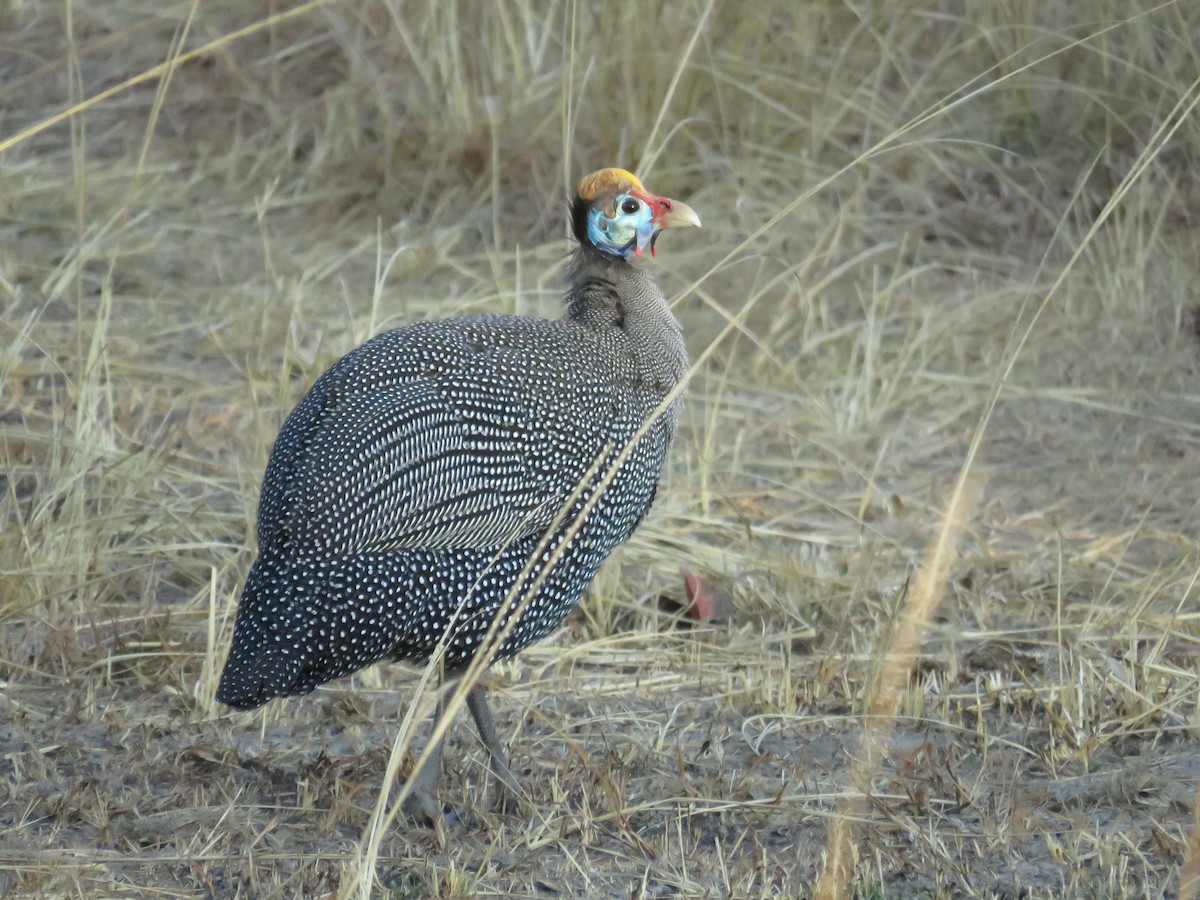 Helmeted Guineafowl - ML175231161